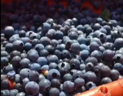 Blackberry Harvest – Video of the Day