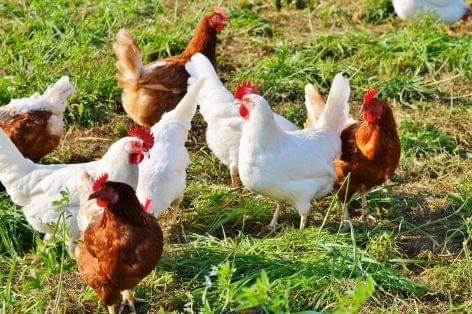 Poultry farmers can apply for a frame amount of HUF 15 billion
