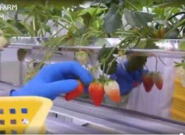 Growing strawberries without sunlight – Video of the day