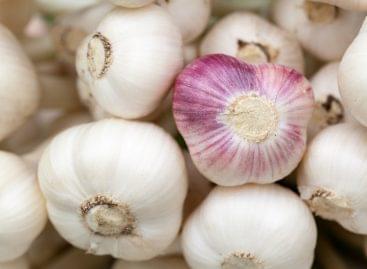 Dumping of Egyptian and Chinese garlic is expected