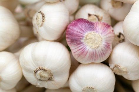The garlic crop grew last year