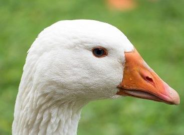 Békés megyében is megjelent a madárinfluenza