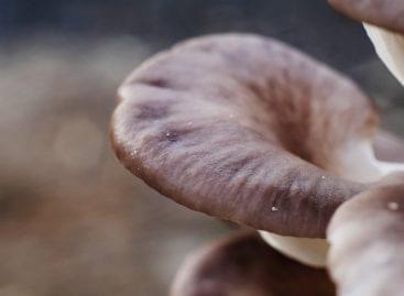 Mushrooms can also help solve Africa’s food problems