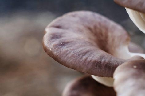 Mushrooms can also help solve Africa’s food problems