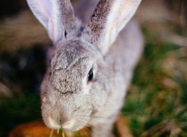 Chamber of Agriculture: rabbit meat consumption in Hungary is undeservedly low