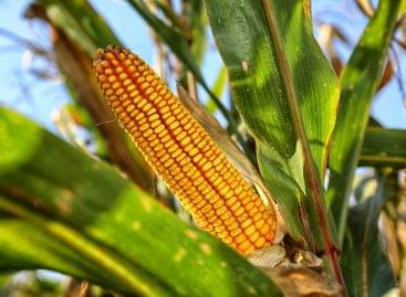 NAK: new variety trial data helps corn producers