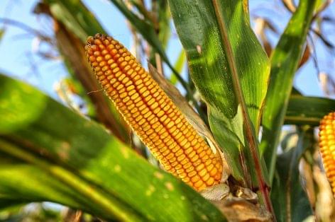 The corn harvest in Zala county is coming to an end