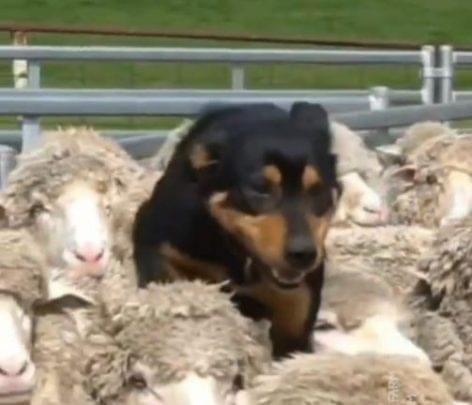 A világ legvagányabb pásztorkutyái – A nap videója