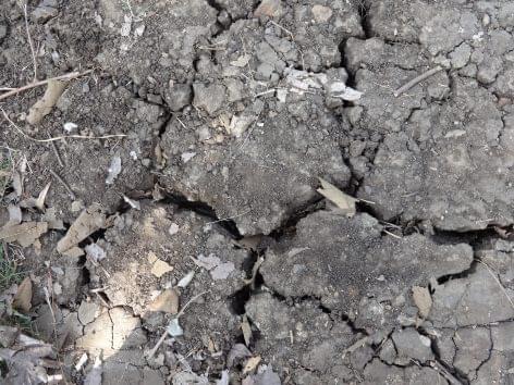 A herceghalmi mészlepedékes csernozjom lett az év talaja