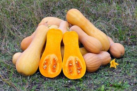 Pumpkin: delicious, healthy – and also used in the cosmetics industry