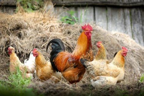 The Poultry animal welfare subsidy can also be applied for with already existing flocks