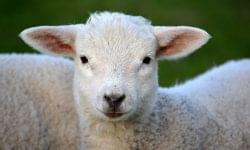 Lamb prices rose in the EU and at home