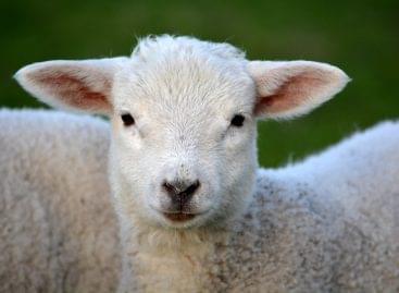 Keleméri lamb has received EU geographical indication protection