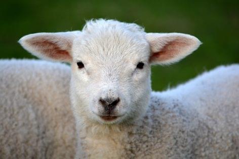 Keleméri lamb has received EU geographical indication protection