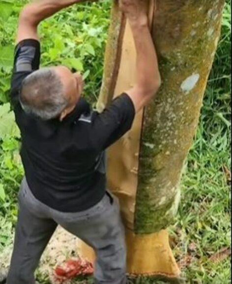Have you ever seen cinnamon on a tree? – Video of the day