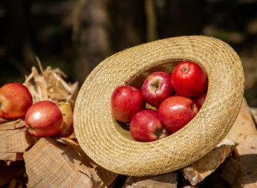 FruitVeb: jót tett a bőséges csapadék az almaültetvényeknek