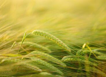 István Nagy: technological modernization is taking place in Hungarian agriculture