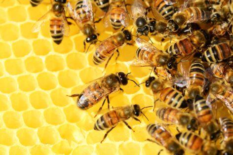 A mézjelölési szabályok szigorítását sürgeti Magyarország Brüsszelben