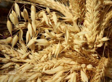 The government introduces the grain export notification obligation