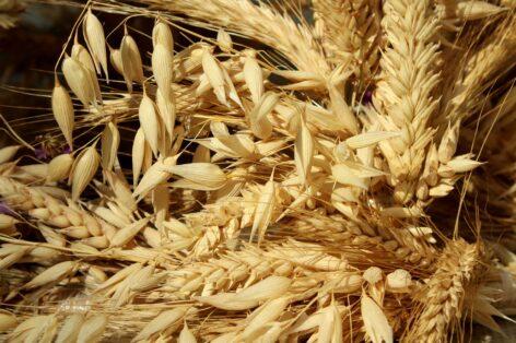 The government introduces the grain export notification obligation