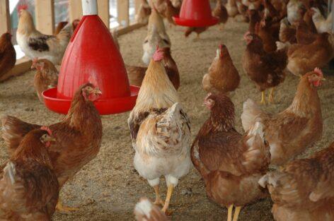 Nébih has lifted a significant part of the bird flu restrictions in the Southern Great Plain counties