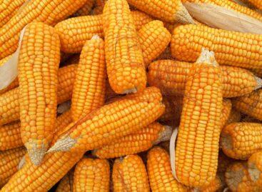 Tíz helyszínen zajlott az országos kukorica posztregisztrációs fajtakísérlet