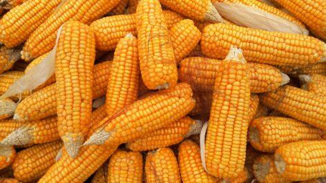 Tíz helyszínen zajlott az országos kukorica posztregisztrációs fajtakísérlet