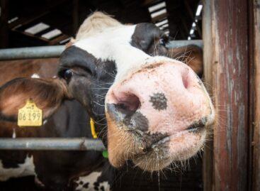 Támogatás segítségével növeli termelését a Kisdombegyházi Agro-Ferr Kft.