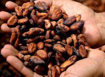 A kakaótermesztés nem lehet fenntartható rendszerszintű változtatások nélkül