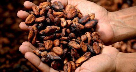 Cocoa cultivation cannot be sustainable without systemic changes