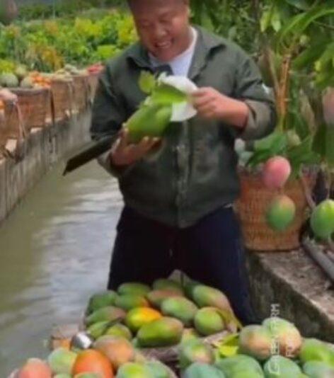 Mango harvest on land, water, air – Video of the day