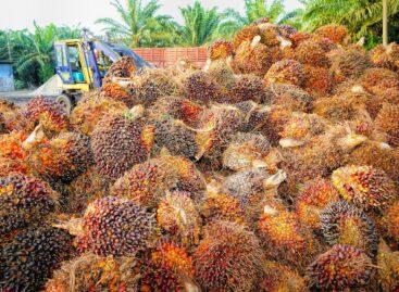 Vita az erdőirtásról: Indonézia és Malajzia összecsap a „protekcionista” EU-val a pálmaolaj politika miatt