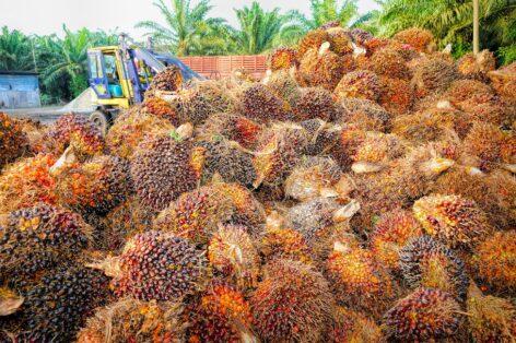 Debate on deforestation: Indonesia and Malaysia clash with “protectionist” EU over palm oil policy