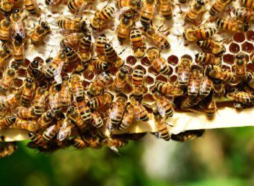 The food industry is also challenged by the destruction of pollinators