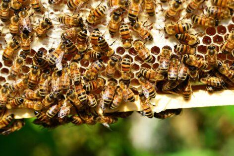 The food industry is also challenged by the destruction of pollinators
