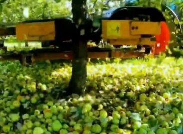Cider-alma – A nap videója