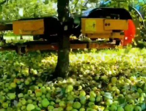 Cider apple – Video of the day