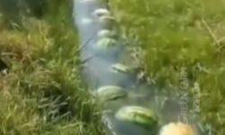 Dinnye-folyó – A nap videója