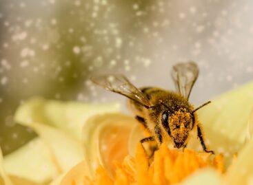 Bross Péter: megvennék a drágább mézet, ha tudnák, honnan való