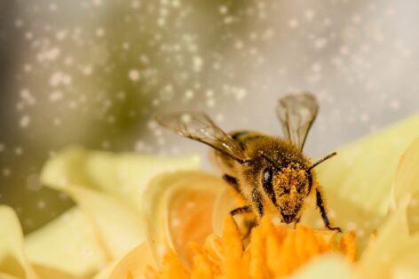 Bross Péter: megvennék a drágább mézet, ha tudnák, honnan való