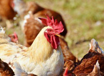 The epidemic situation continued to improve, and Nébih eased the temporary rules for the introduction of poultry