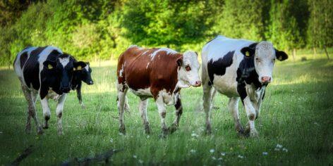 Az állattenyésztéshez köthető ÜHG kibocsátás mérséklése az egyik legnagyobb kihívás