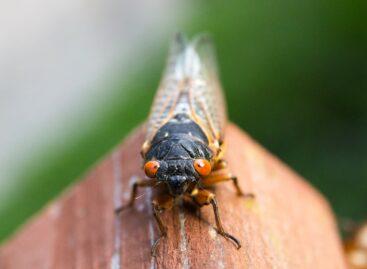 What about insect-based food? Will Hungarian shops also be flooded?