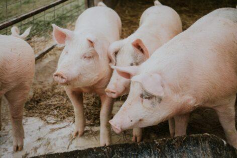 Soaring slaughter pig prices