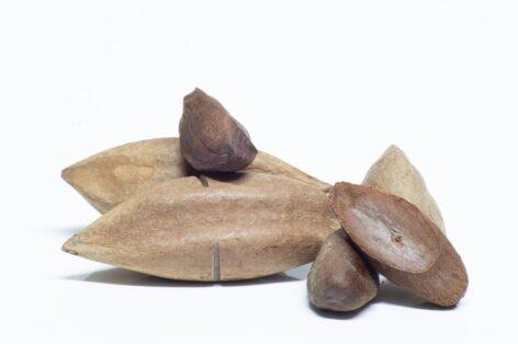 A new food has been also approved in Hungary, the pili nut