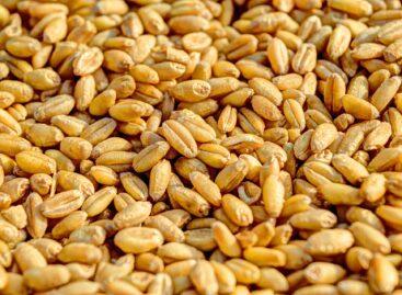 Low-quality Ukrainian grain of dubious origin floods the market