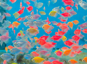The sale of genetically modified ornamental fish is prohibited and can result in fines of millions