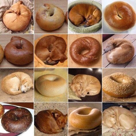 Dog or bagel? – The picture of the day