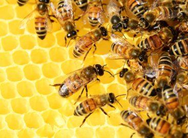 What we can learn from bees, or 5 enviable bee characteristics