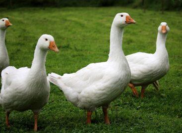 A bird flu epidemic in a goose farm in Nógrád county